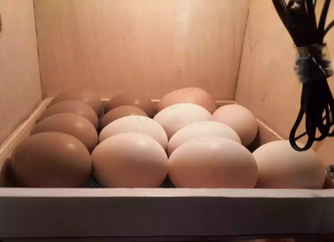 Telur Ayam Pelung