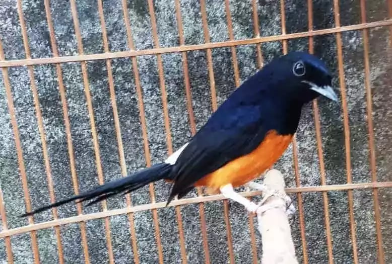 Burung Murai Batu Nias