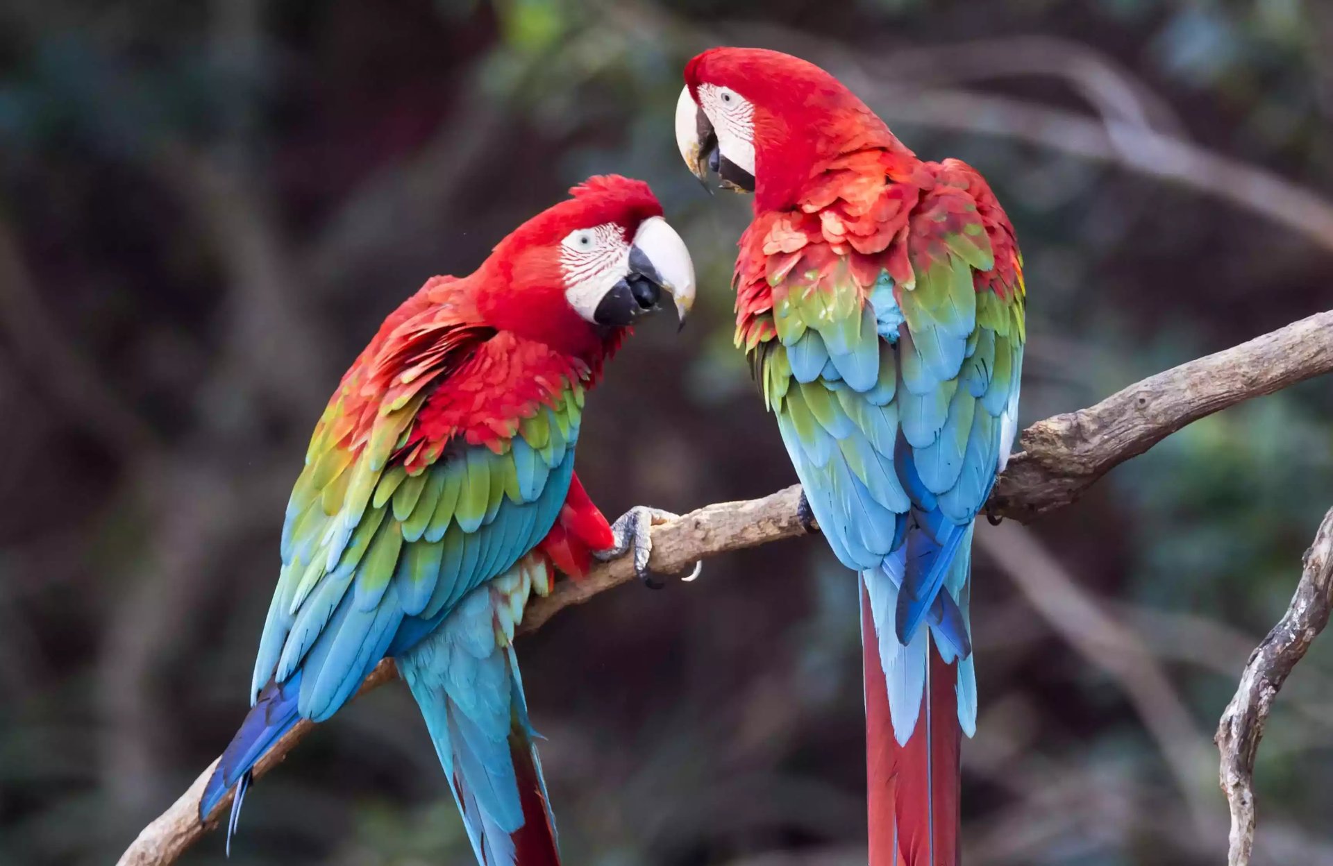 Burung Macaw