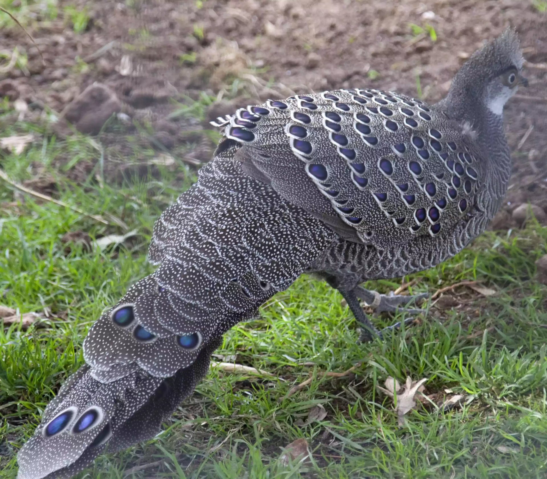 Ayam Grey Peacock Pheasant