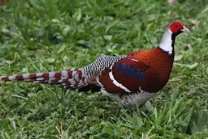 Ayam Elliot Pheasant