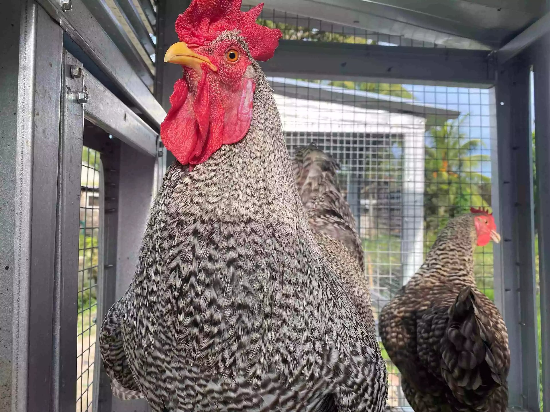Ayam Plymouth Rock (Barred Rock)
