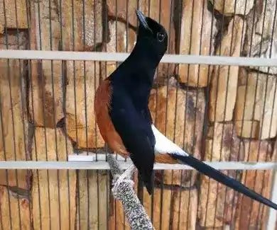 Burung Murai Batu Lampung