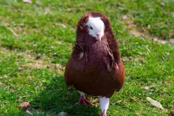 Burung Merpati Capucin