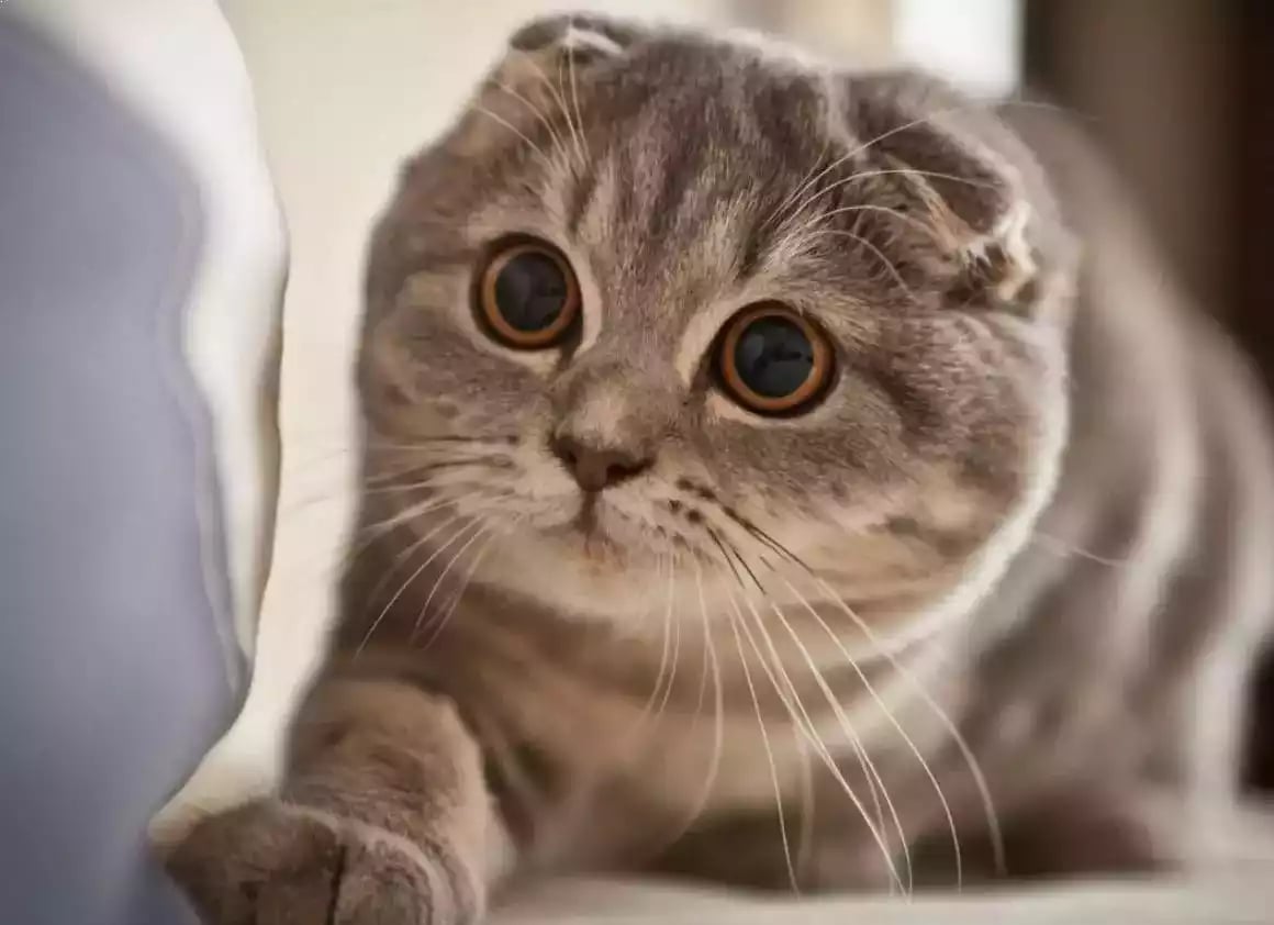 Kucing Scottish Fold