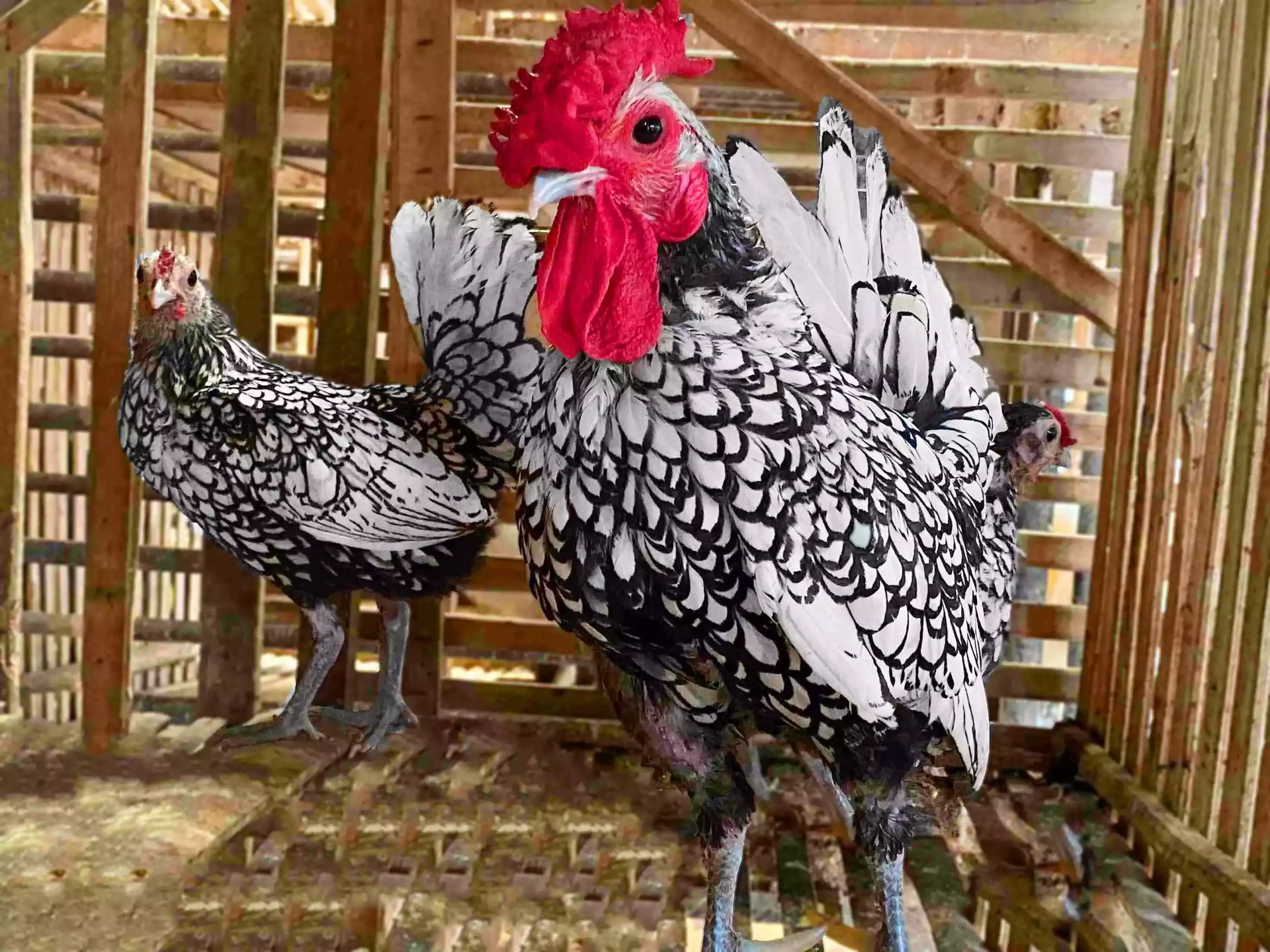 Ayam Sebright (Batik Kanada & Itali)