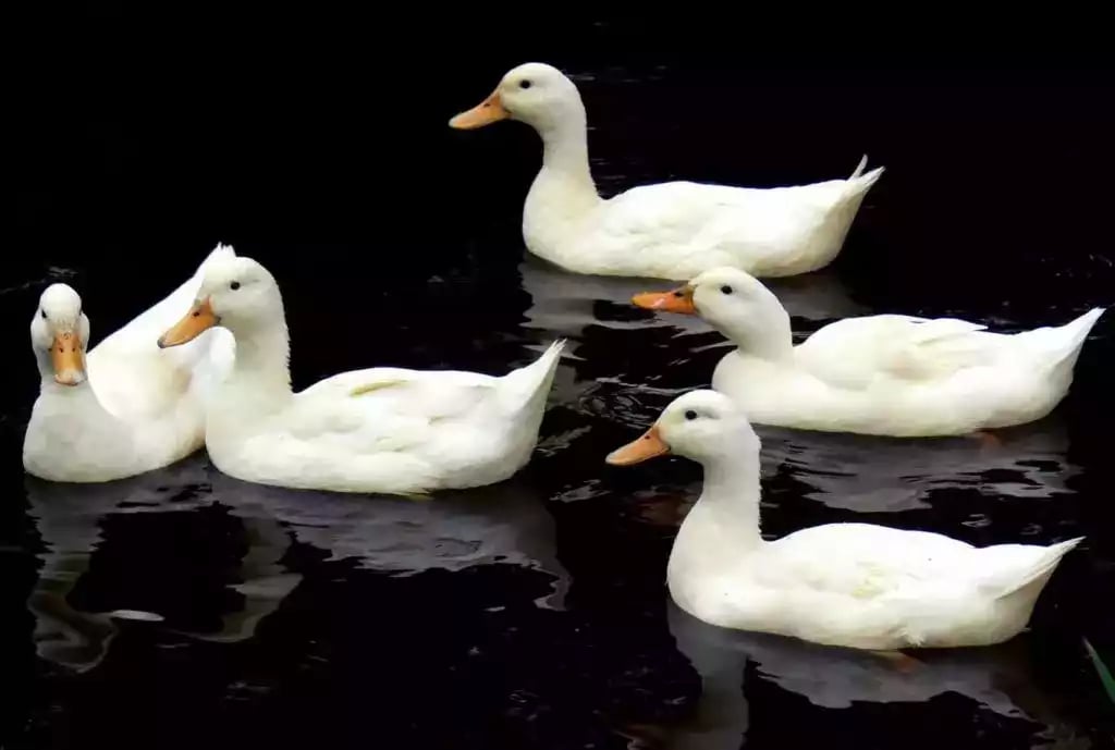Bebek Aylesbury