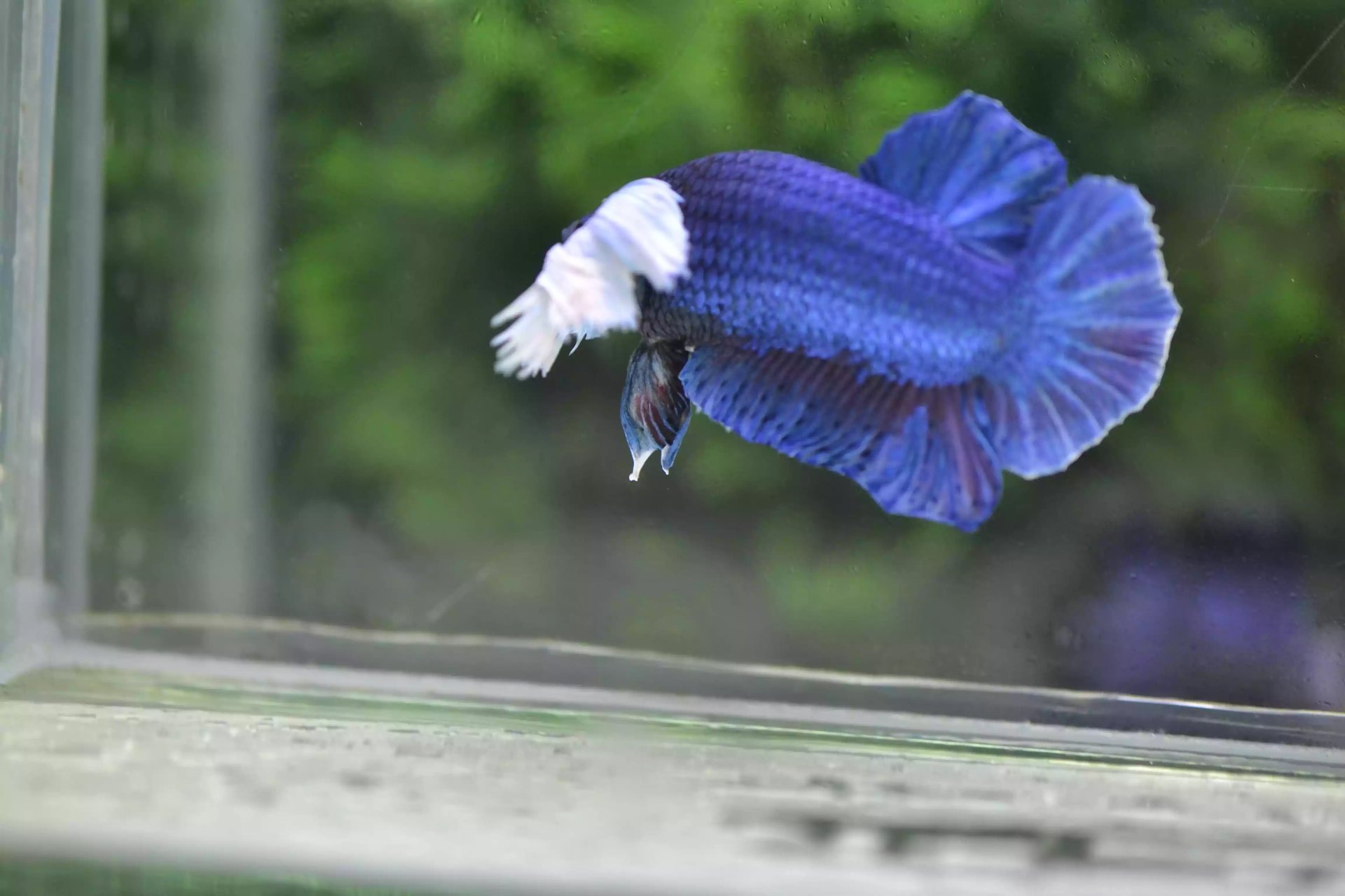 Ikan Cupang Dumbo Ear