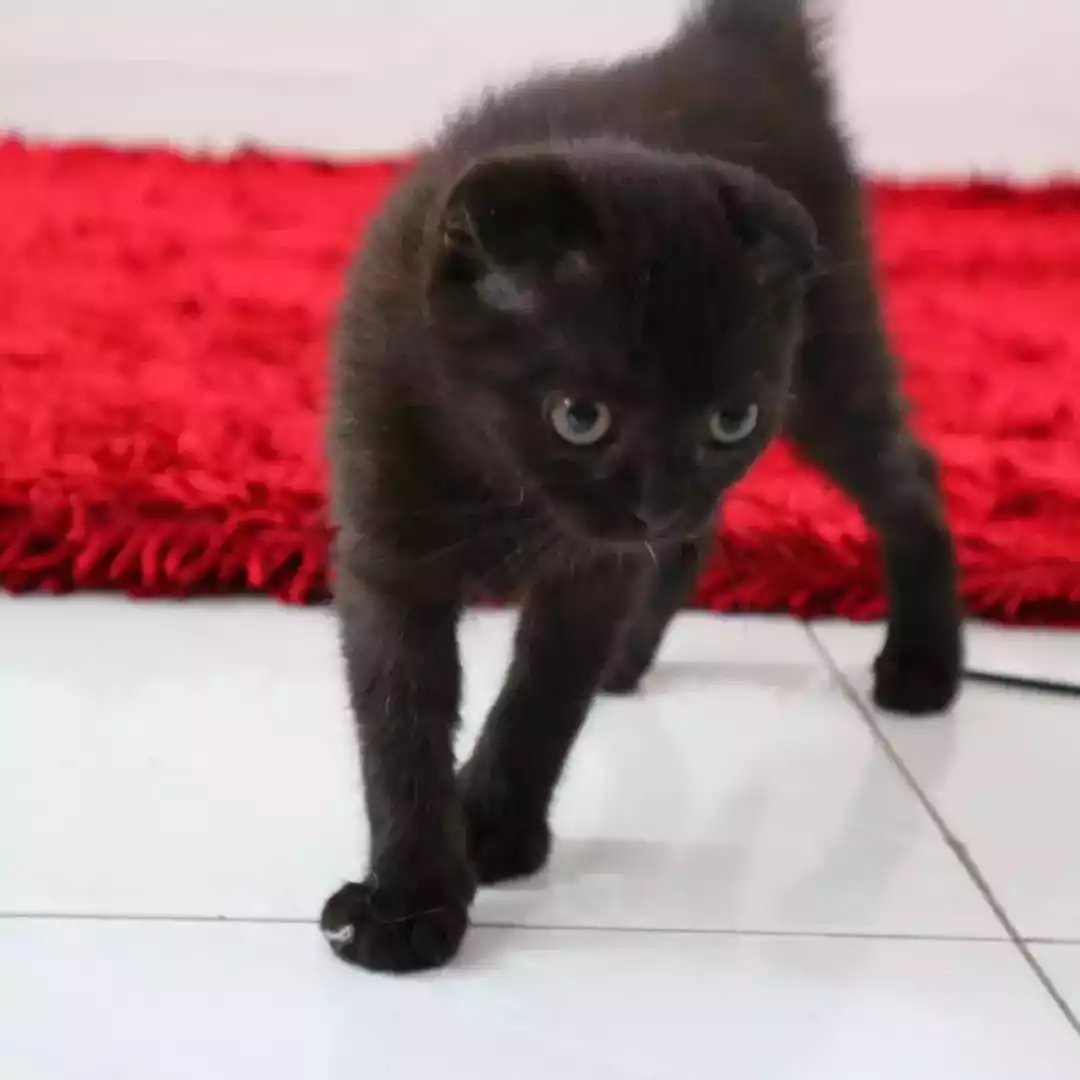 Kucing Scottish Fold