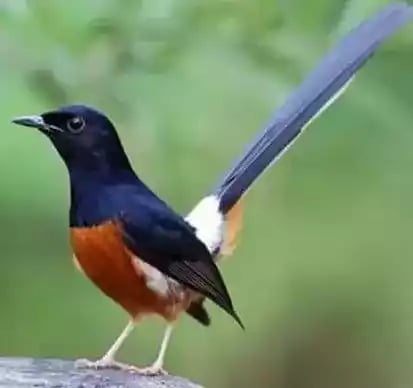 Burung Murai Batu Lampung