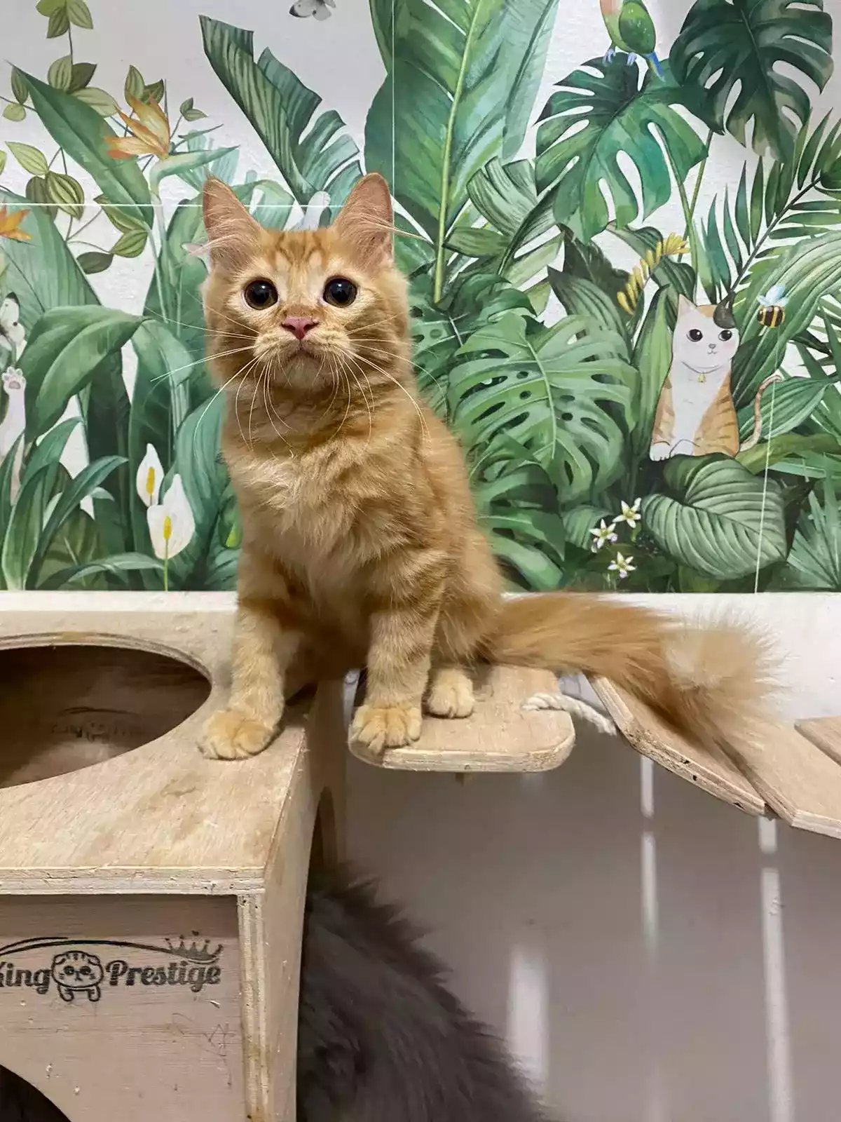 Kucing Persia Oren Belang Bersih Sehat Bulu Lebat Aktif