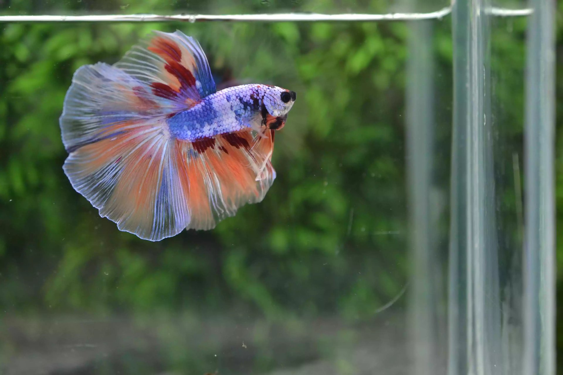 Ikan Cupang Halfmoon Fancy Nemo