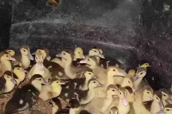 Jual DOE Entok Lokal Yang Terbaik Dan Terpecaya di Medan Sumatra Utara - 0812-2851-5471