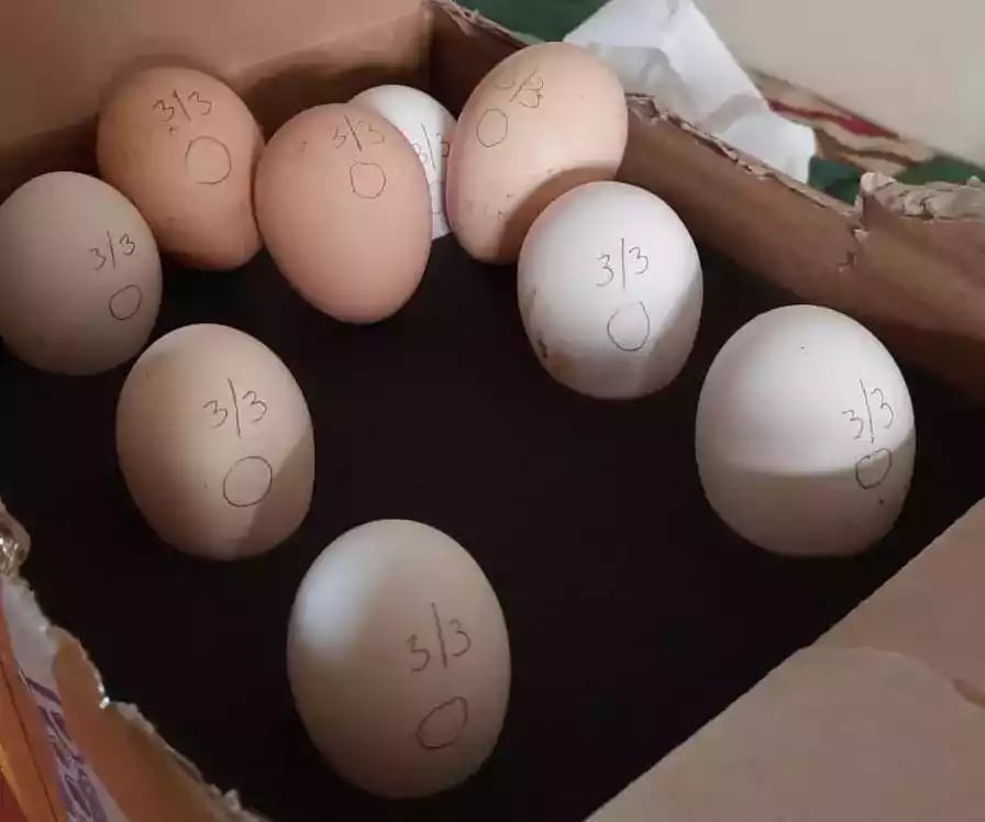 Telur Ayam Kapas