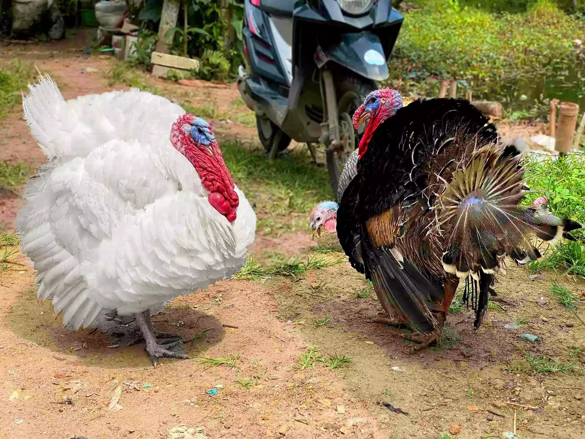 Ayam Kalkun (Turkey)