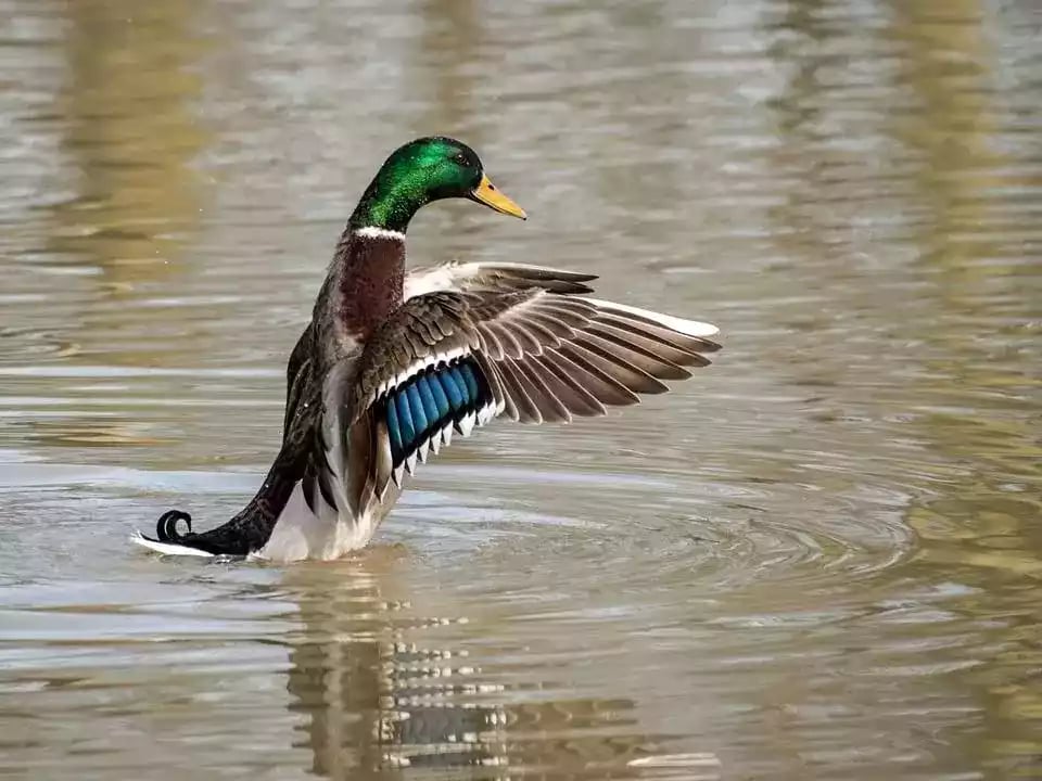 Bebek Mallard