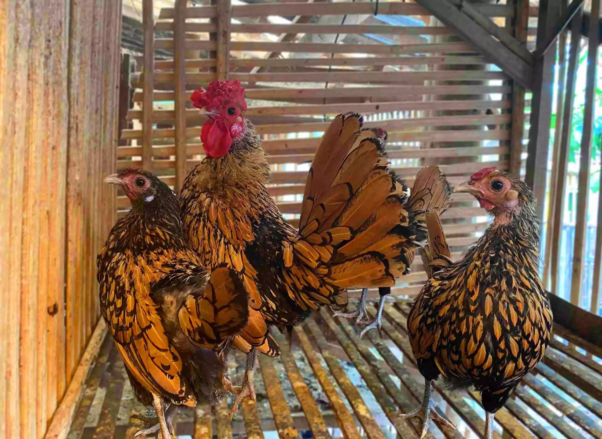 Ayam Sebright (Batik Kanada & Itali)