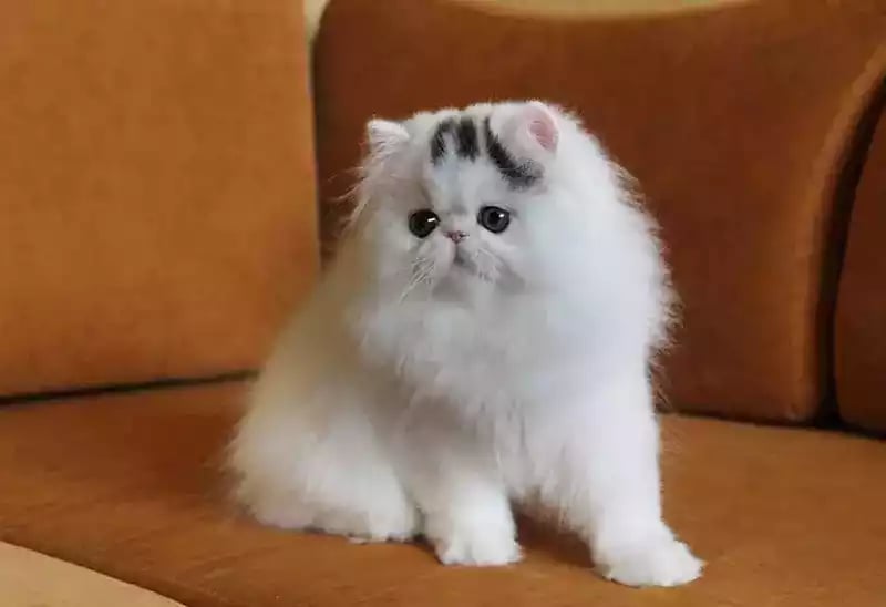 Kucing Persia Peaknose