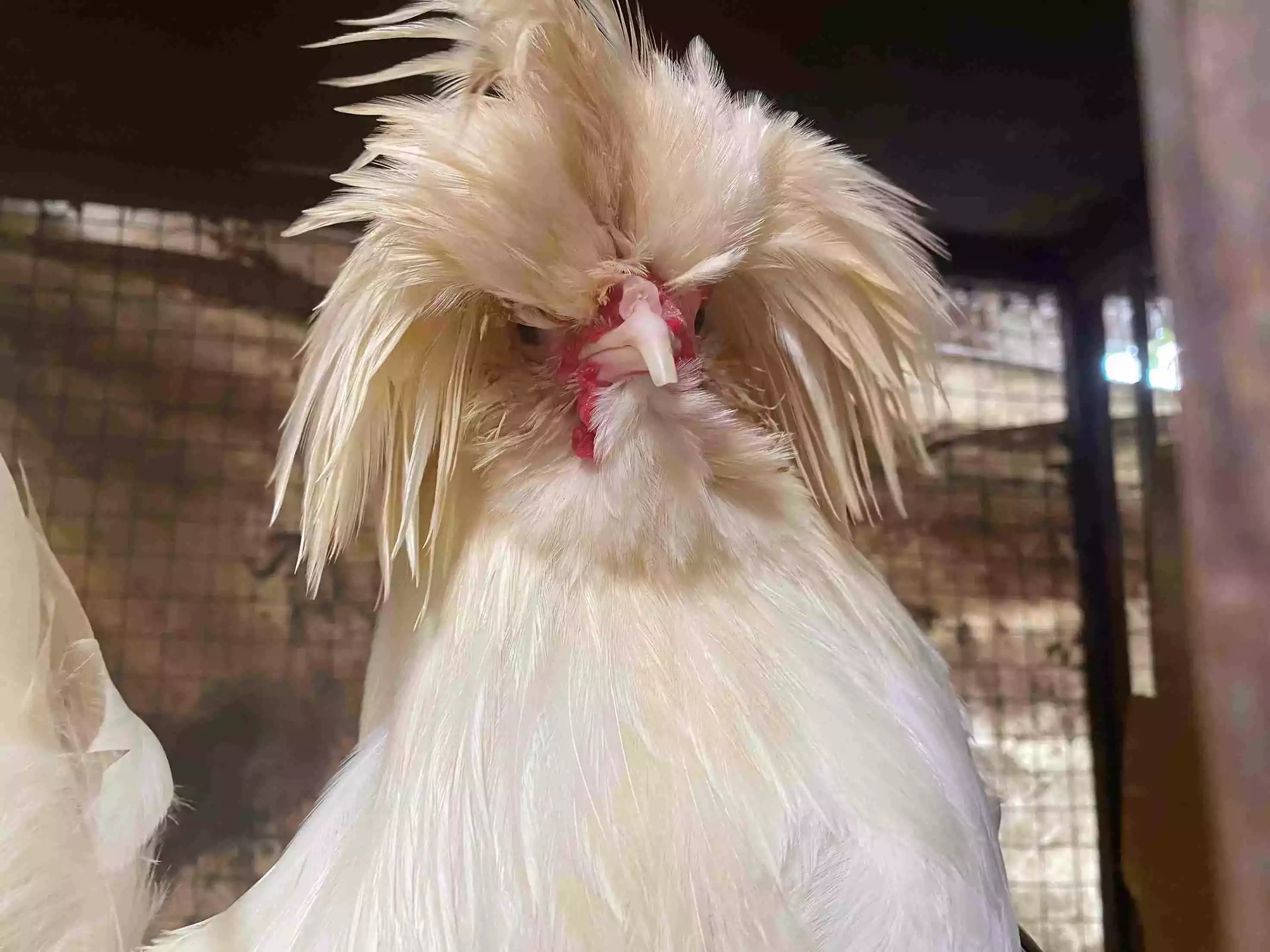 Ayam Polish (Poland Jambul)