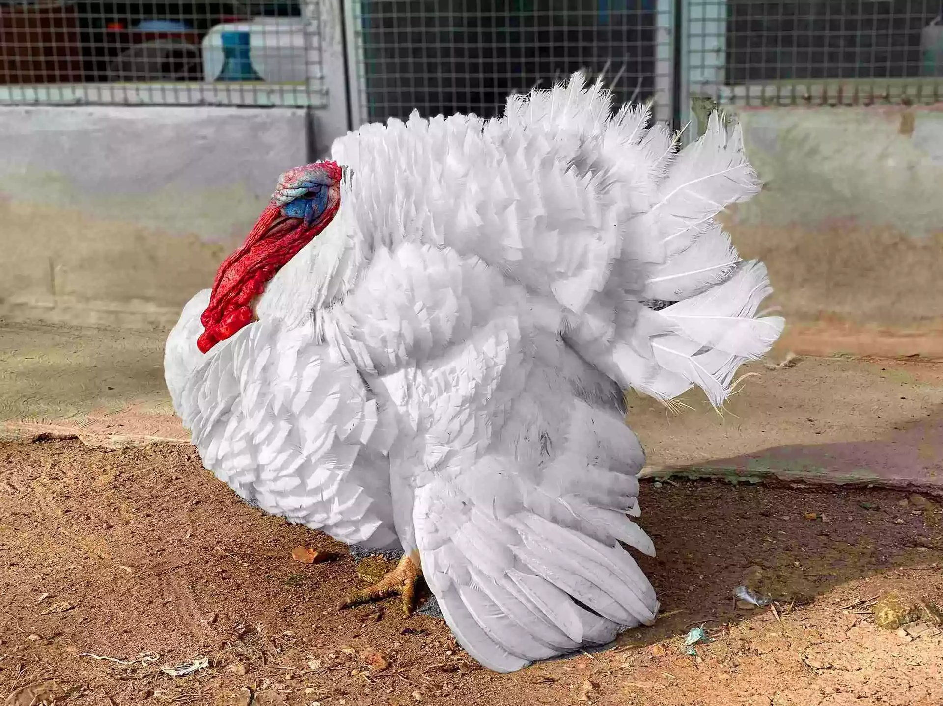 Kalkun White Holland