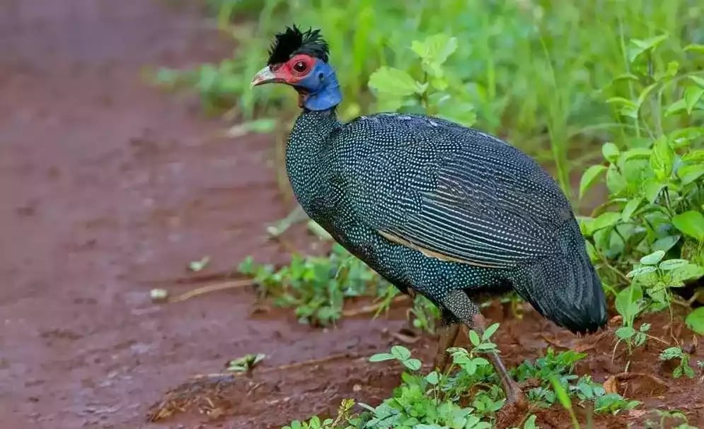Ayam Crested Guinea Fowl