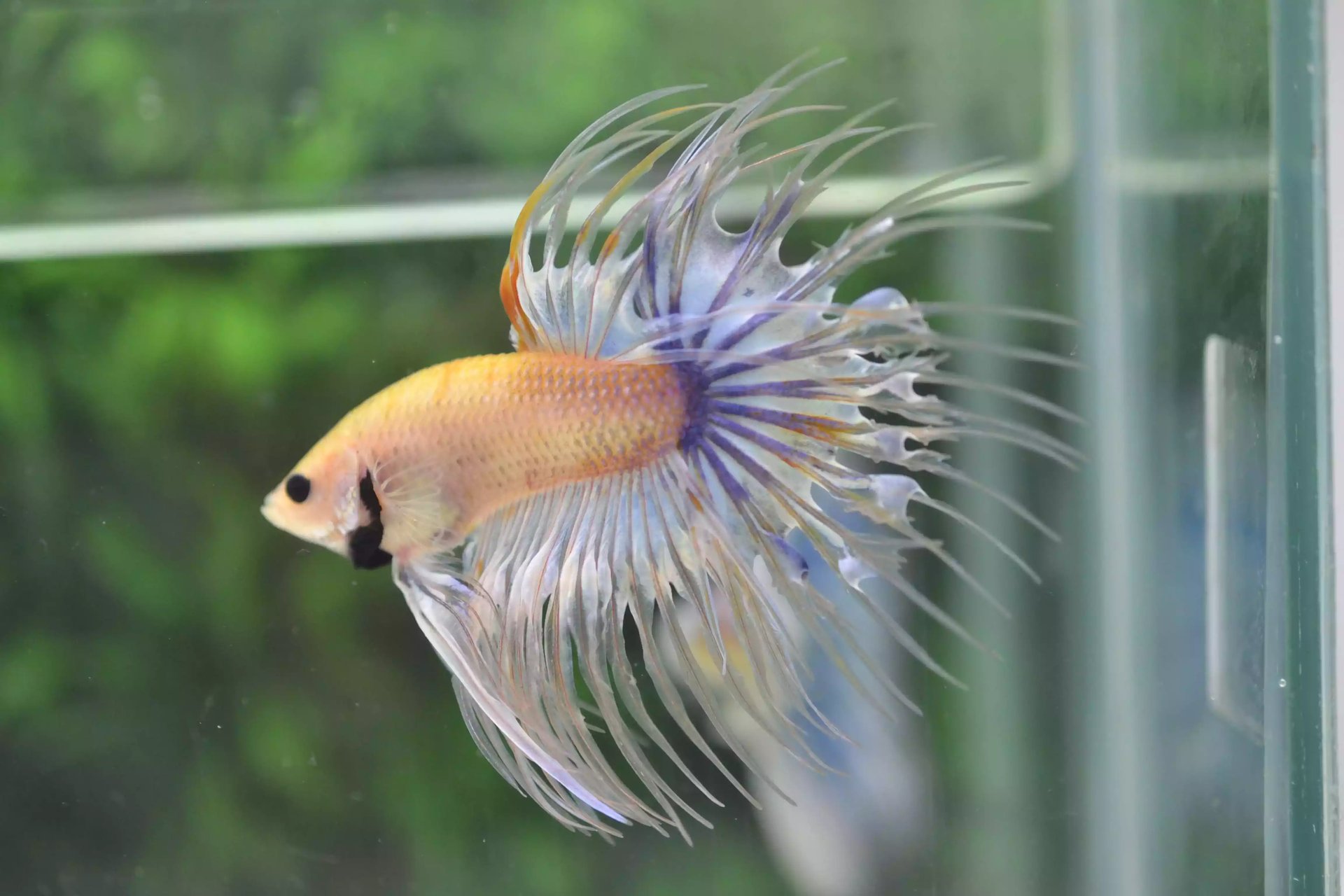 Ikan Cupang Crowntail Marble
