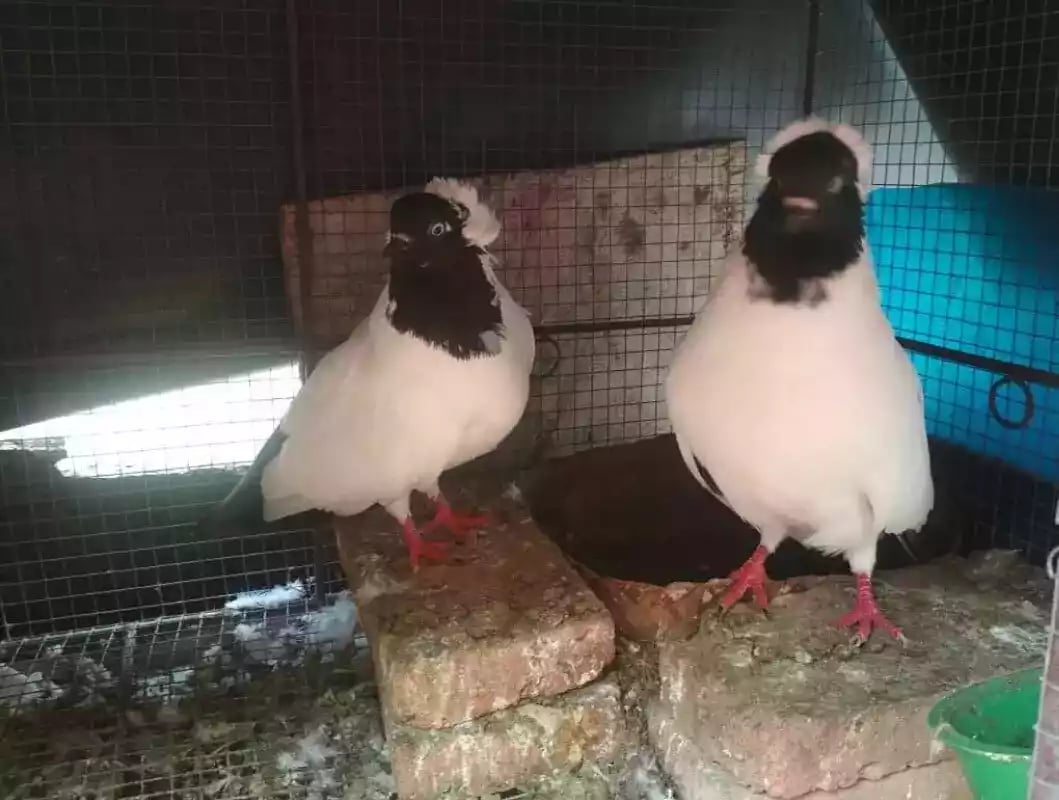 Burung Merpati Blacknun