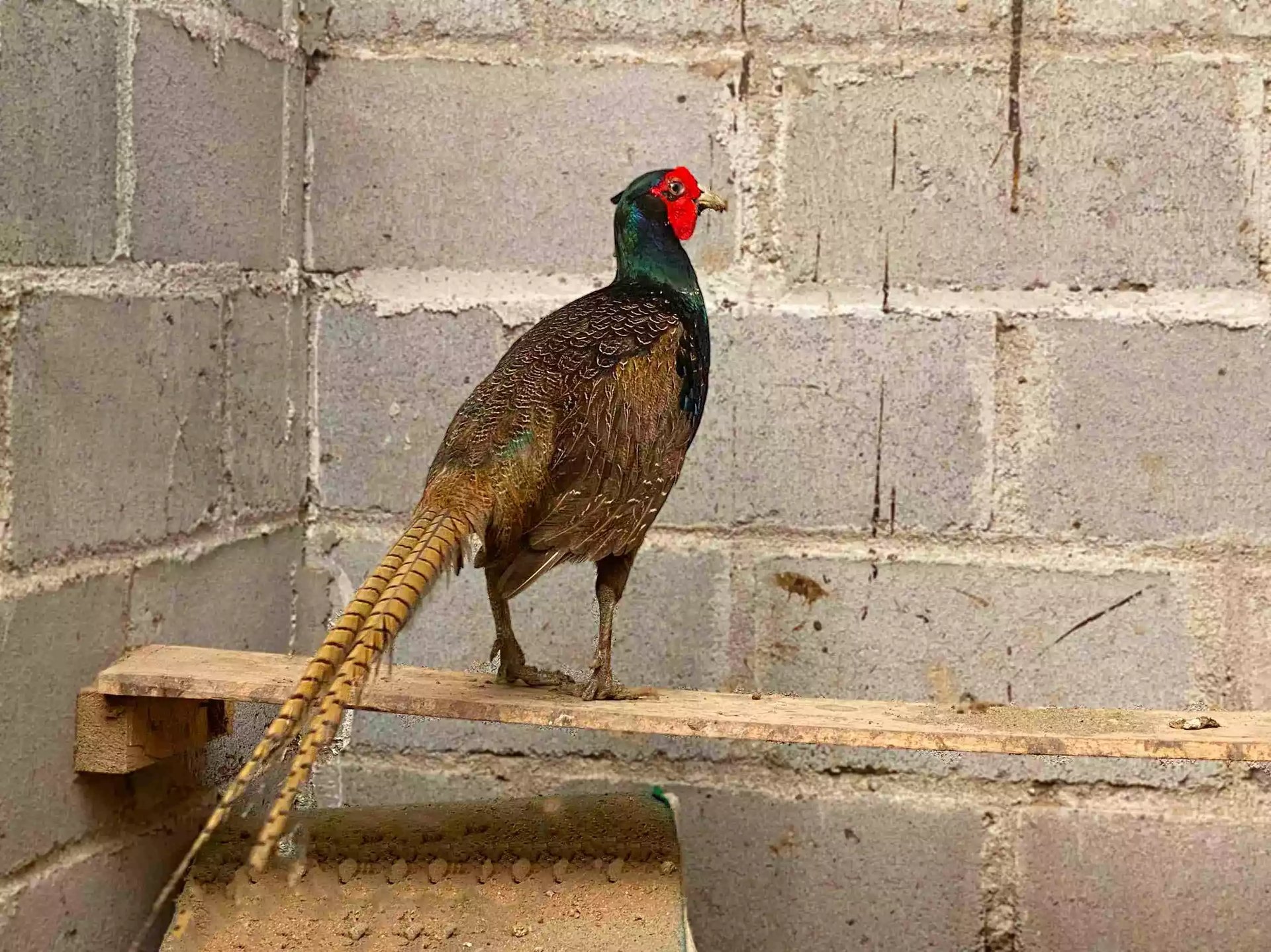 Ayam Ringneck Pheasant