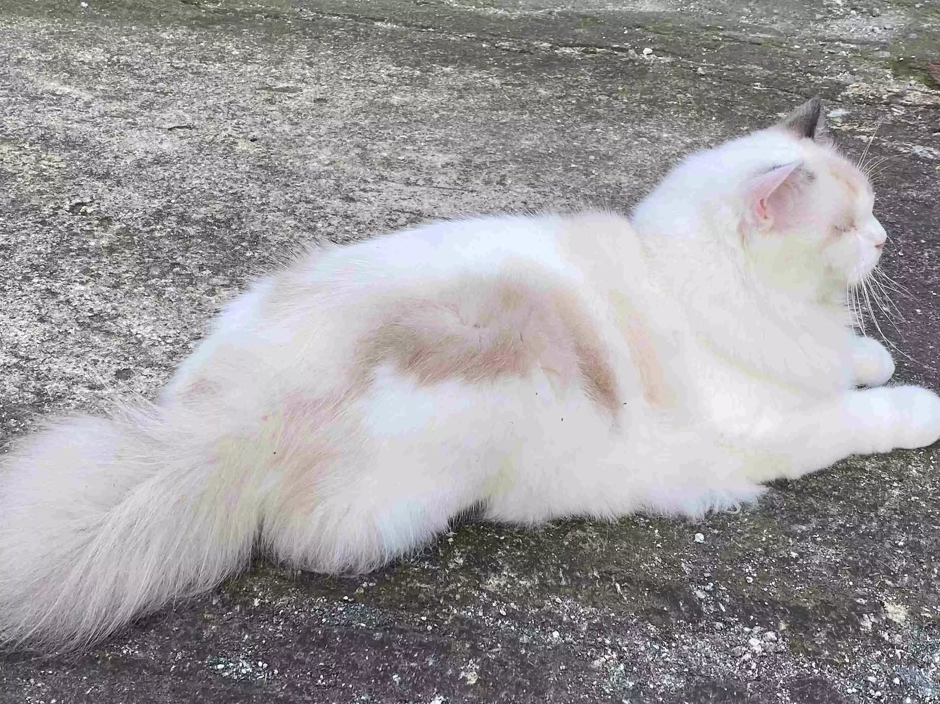 Kucing Ragdoll
