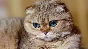 Kucing Scottish Fold