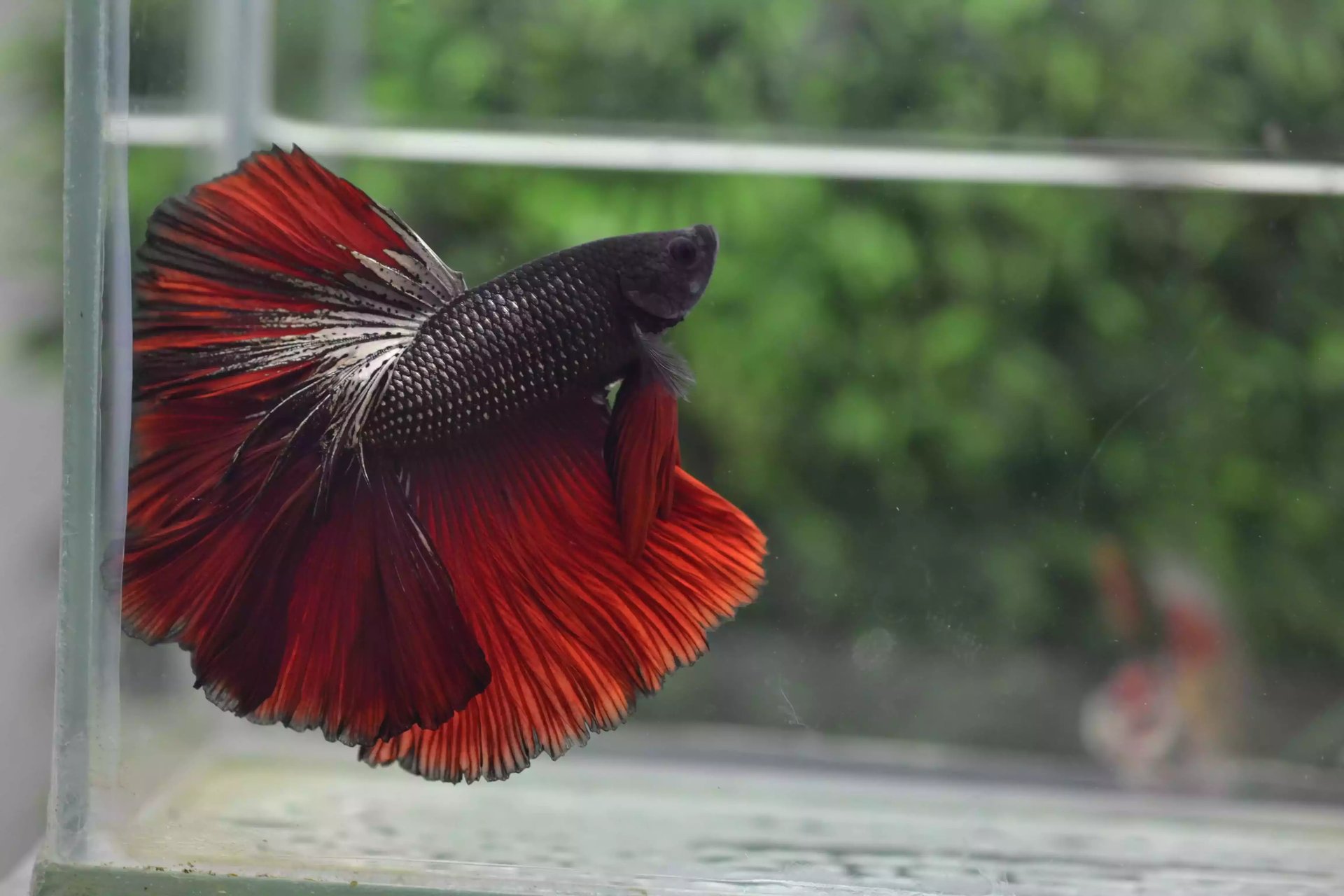 Ikan Cupang Rosetail