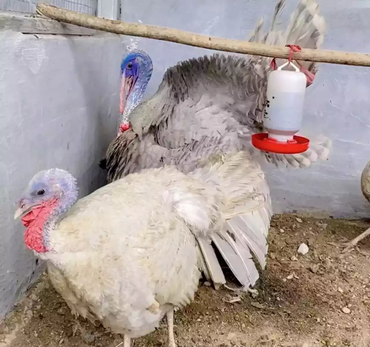 Ayam Kalkun (Turkey)