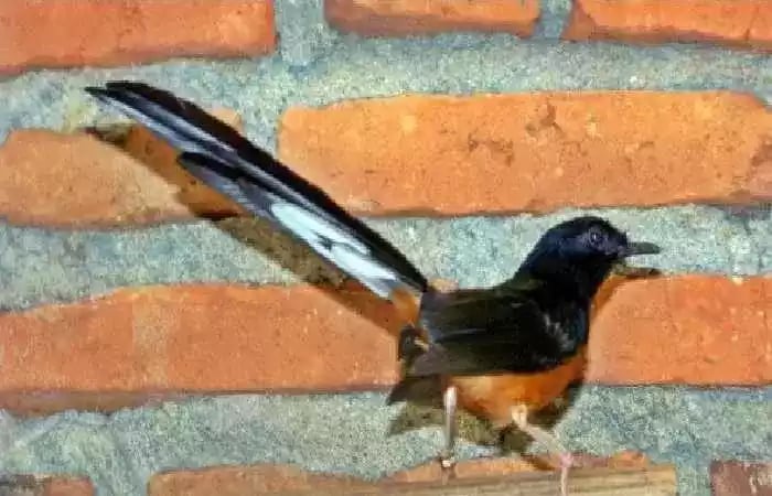 Burung Murai Batu Aceh