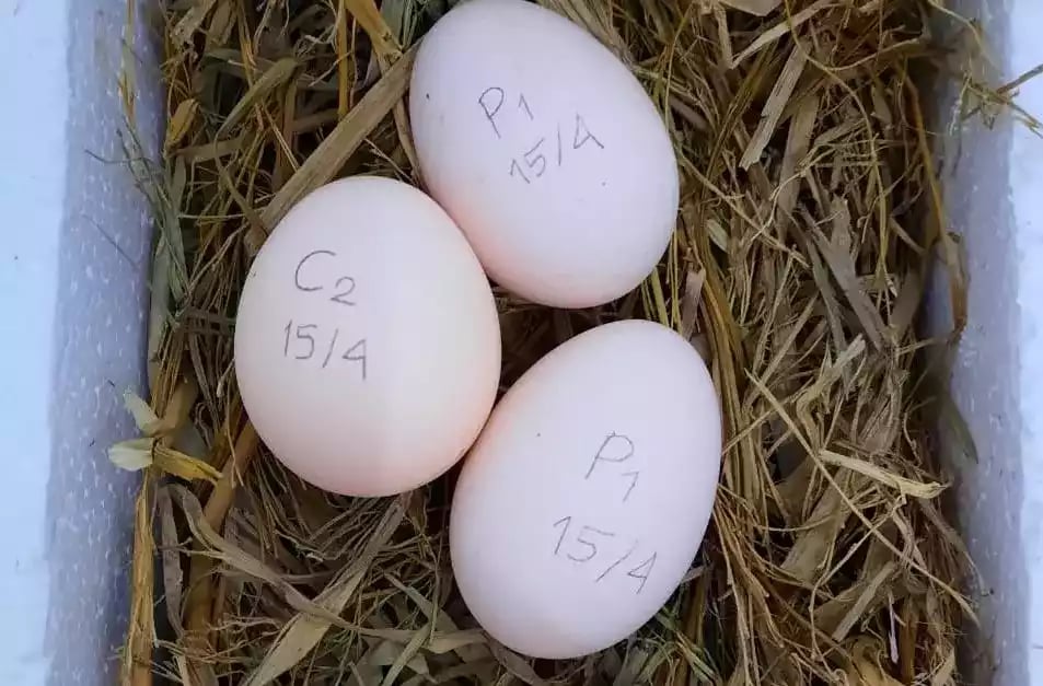 Telur Ayam Cochin