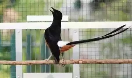 Burung Murai Batu Lampung