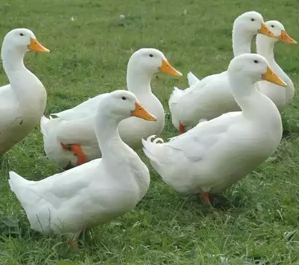 Bebek Aylesbury