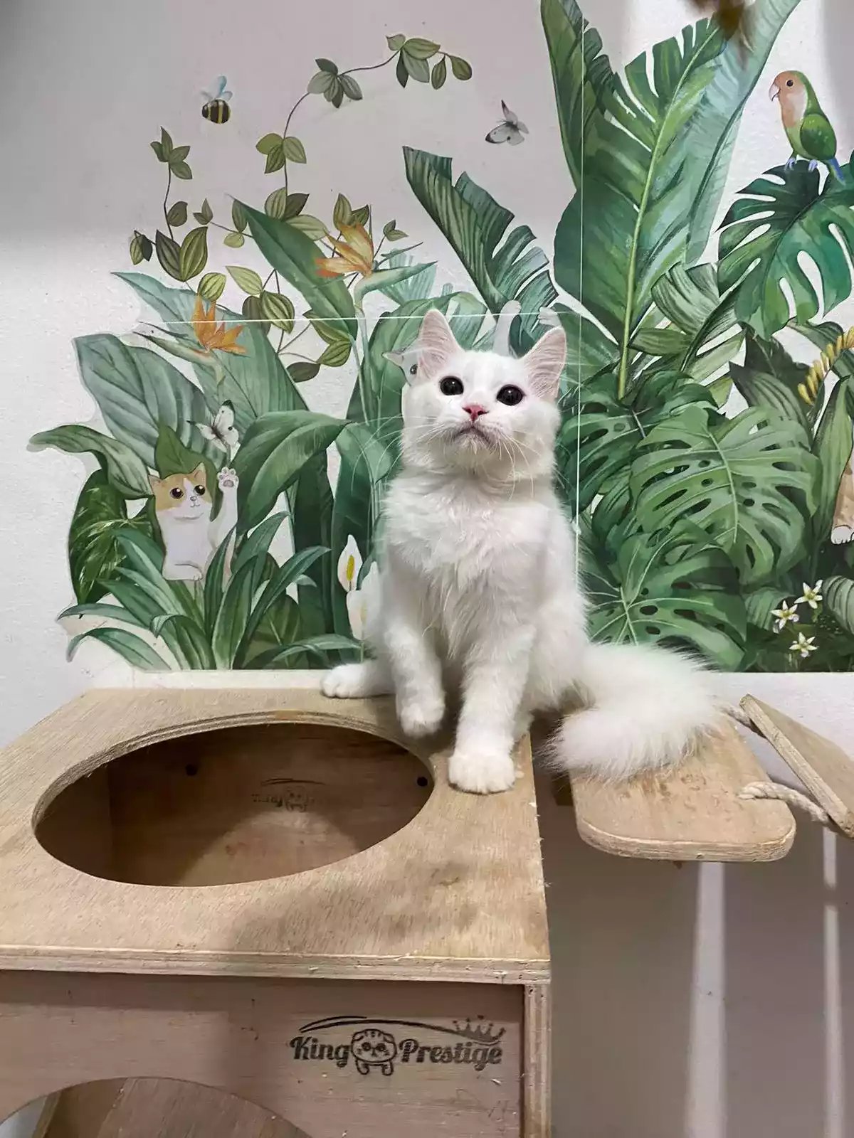 Kucing Persia Putih Bersih Bulu Lebat Aktif