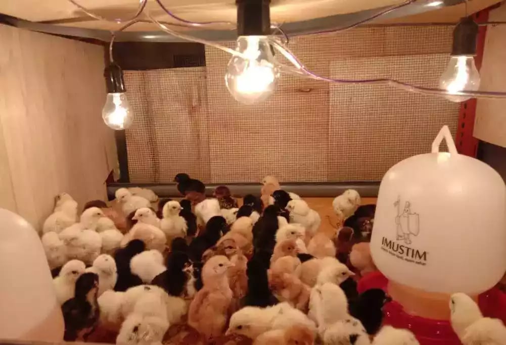 Jual DOC Ayam Kampung Joper dan Kamsi Joper: Solusi Pemeliharaan Unggul untuk Peternak Lokal