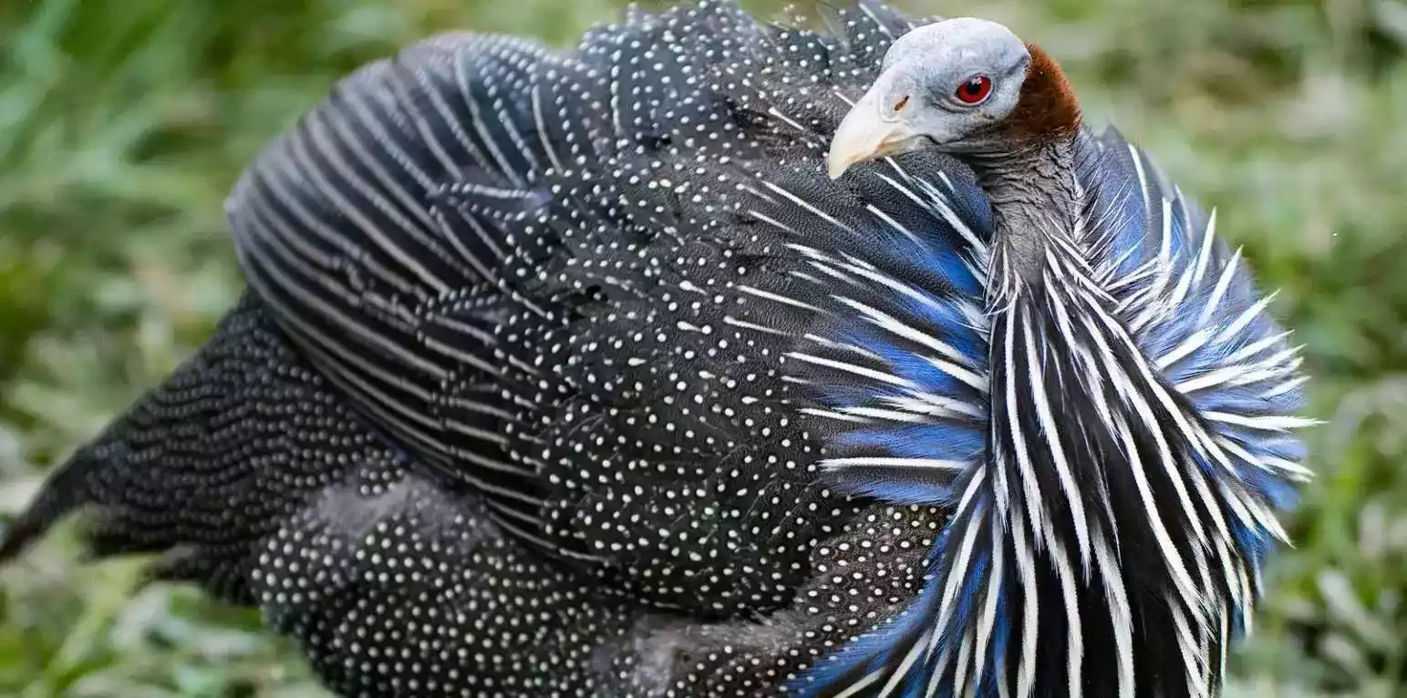 Ayam Vulturine Guinea Fowl