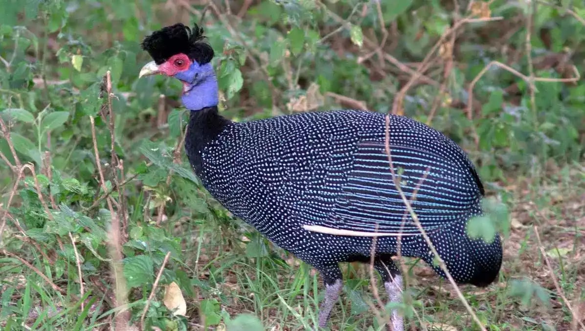 Ayam Crested Guinea Fowl