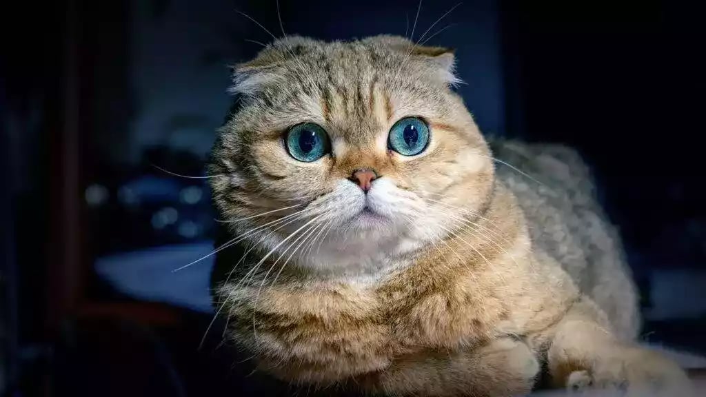 Kucing Scottish Fold