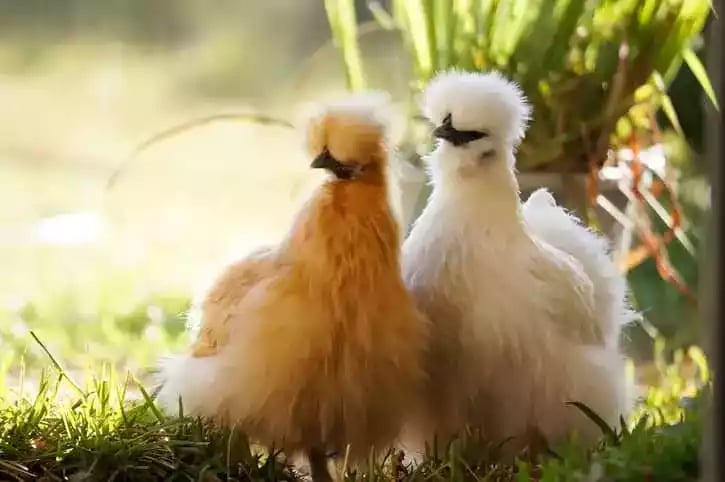 Ayam American Silkie