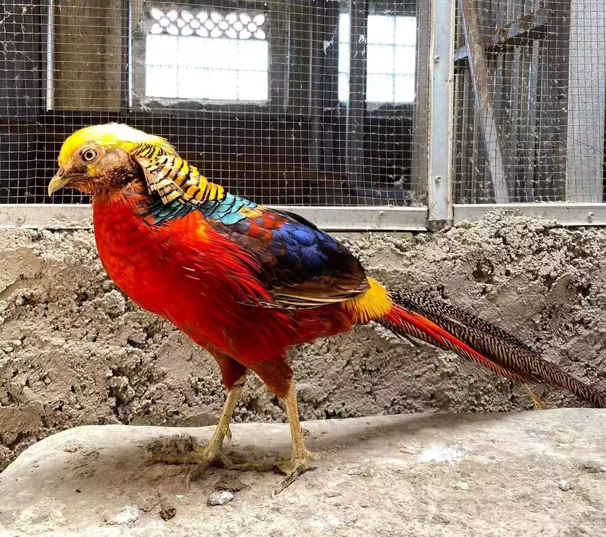Golden Pheasant