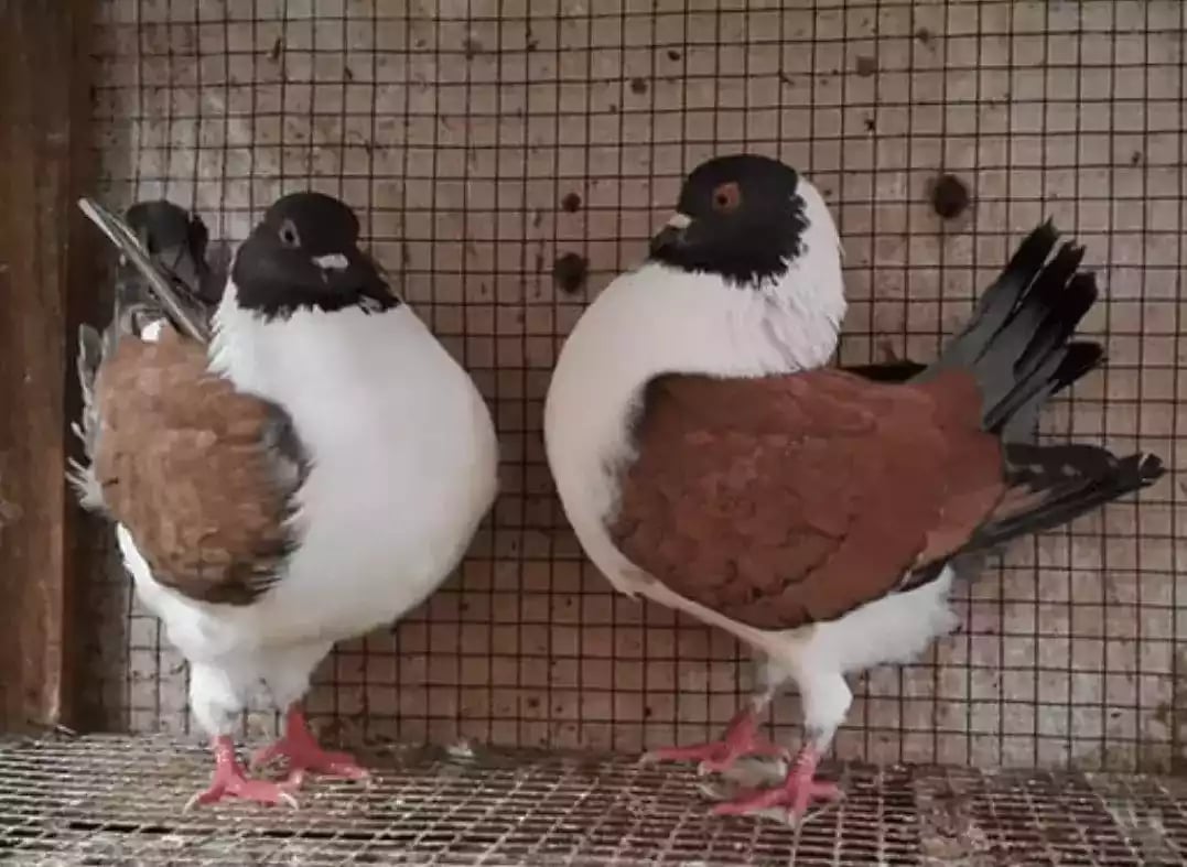 Burung Merpati Modena Gazzi