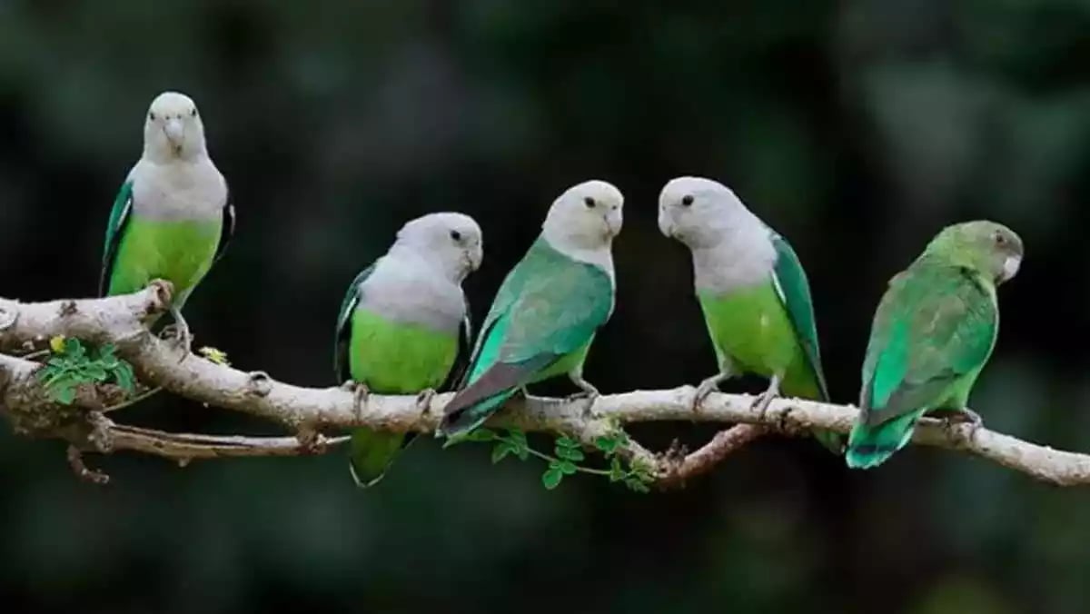 Burung Lovebird
