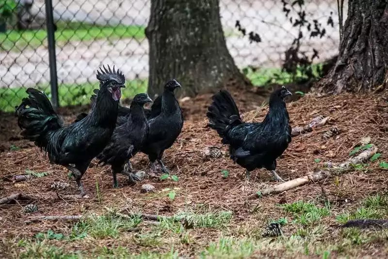 Ayam Cemani Hitam