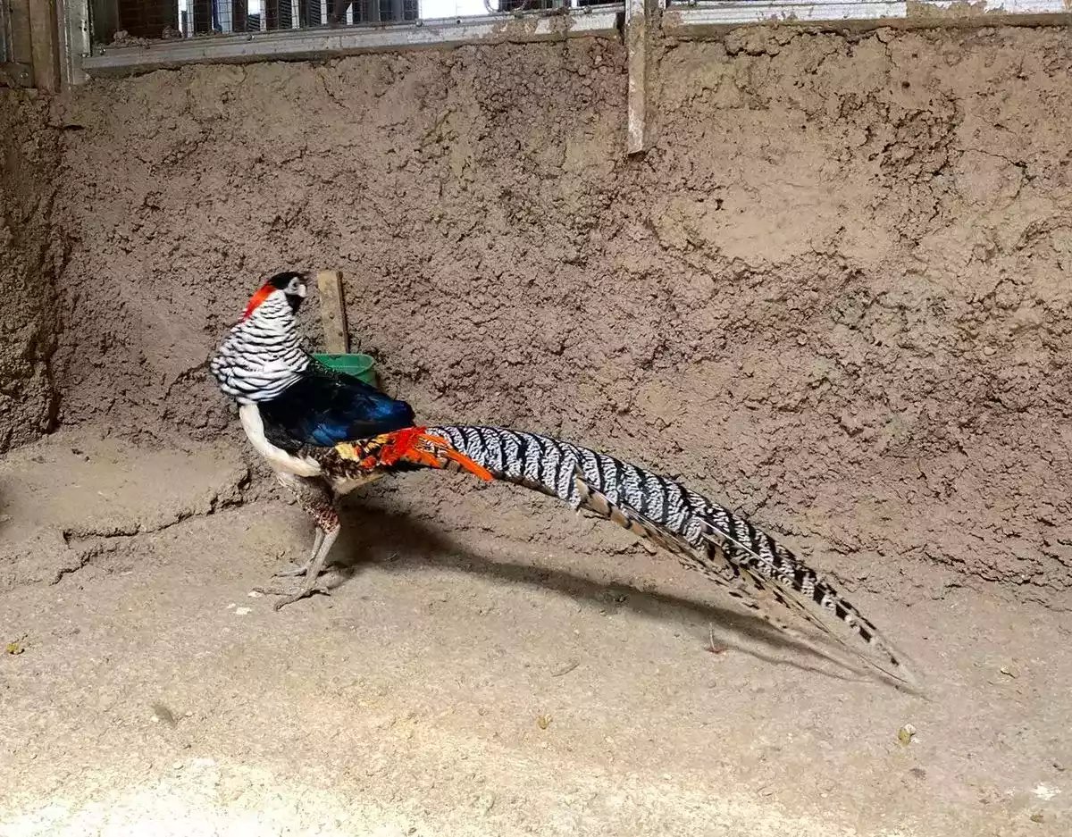 Lady Amherst's Pheasant