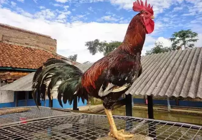 Ayam Pelung