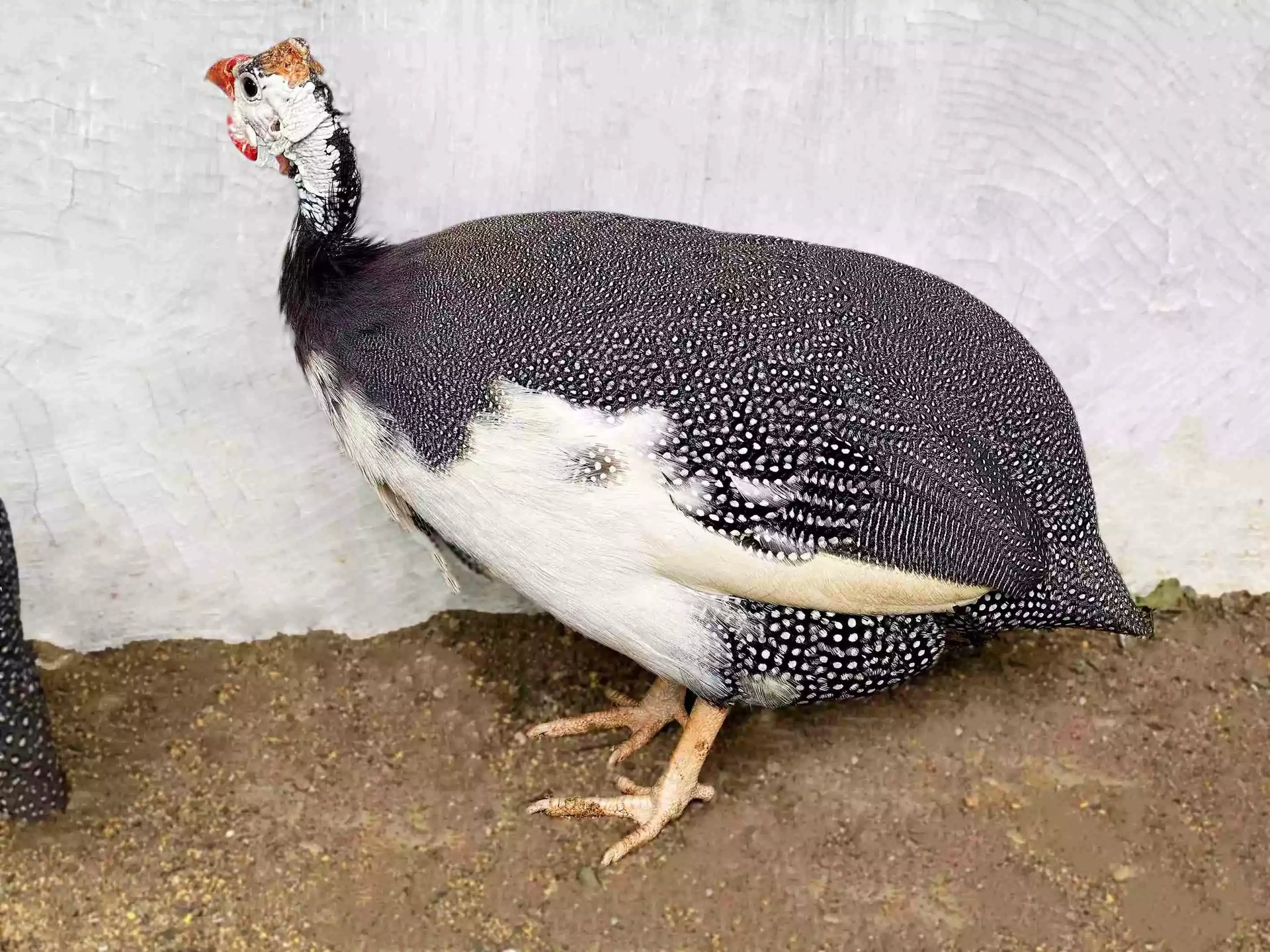 Ayam Guinea Fowl (Mutiara)
