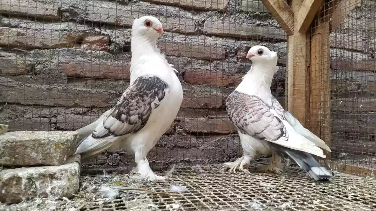 Burung Merpati Sattinet